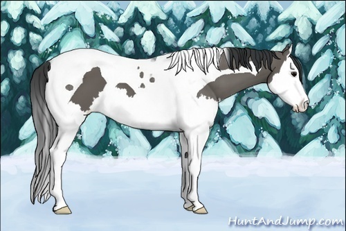 Horse Color:Grullo Splash Tobiano