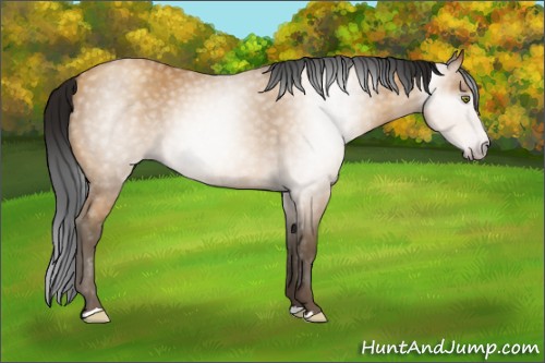 Horse Color:Gray Amber Champagne 