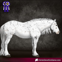 Horse Color:White Spotted Brown Snowflake Varnish
