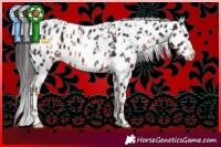Horse Color:Brown Tobiano Leopard  and Liver Chestnut Leopard 