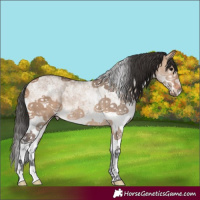 Horse Color:White Spotted Bay Dun Rabicano