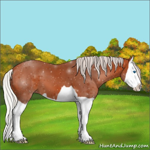 Horse Color:Silver Bay Splash
