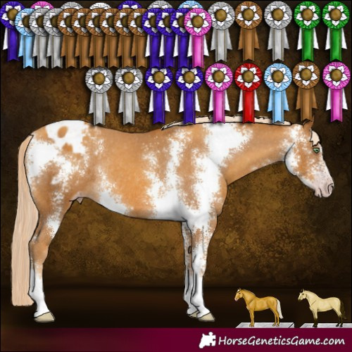 Horse Color:Gray Gold Cream Champagne Sabino Varnish Rabicano 