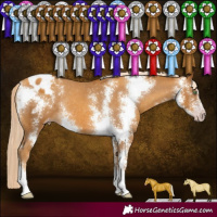 Horse Color:Gray Gold Cream Champagne Sabino Varnish Rabicano 
