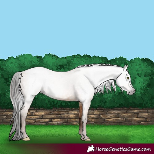 Horse Color:Gray Amber Champagne 