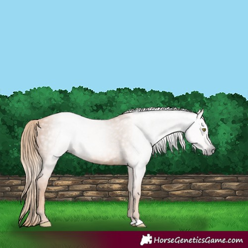 Horse Color:Gray Gold Champagne 