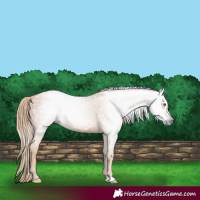 Horse Color:Gray Gold Champagne 