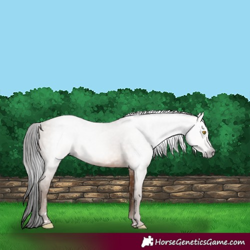 Horse Color:Gray Amber Champagne 