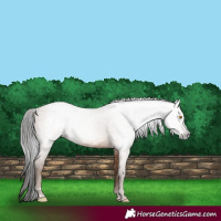 Horse Color:Gray Amber Champagne 