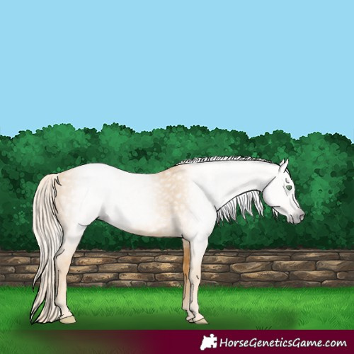 Horse Color:Gray Gold Cream Champagne 