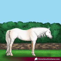 Horse Color:Gray Gold Cream Champagne 