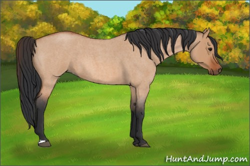 Horse Color:Bay Roan Dun
