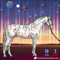 Horse Color:Amber Champagne Sabino Tobiano Appaloosa  and Bay Sabino Tobiano Appaloosa 