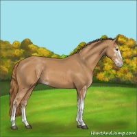 Horse Color:Chestnut Sabino