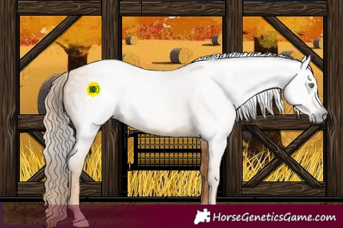 Horse Color:Gray Gold Champagne