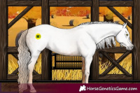 Horse Color:Gray Gold Champagne 