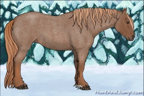 Horse Color:Red Roan 