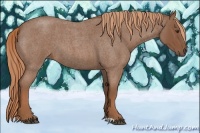 Horse Color:Red Roan 