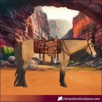 Horse Color:Buckskin 