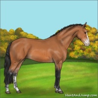 Horse Color:Bay Sabino 