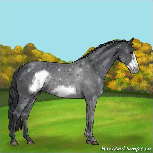 Horse Color:Black Frame