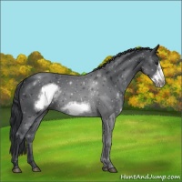 Horse Color:Black Frame 