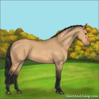 Horse Color:Bay Dun 