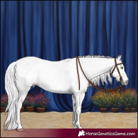 Horse Color:Gray White Spotted Gold Champagne Dun
