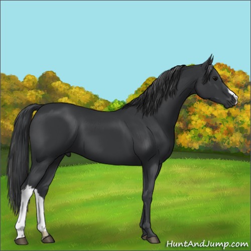 Horse Color:Black 
