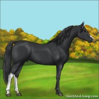 Horse Color:Black 