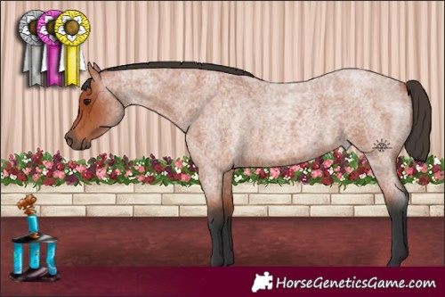 Horse Color:Bay Roan 