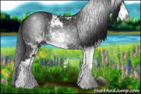 Horse Color:Gray Black Sabino 