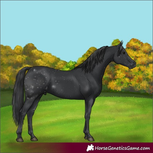 Horse Color:Black 