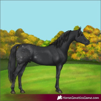 Horse Color:Black 