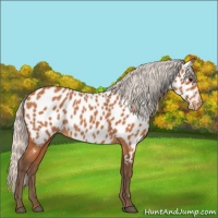 Horse Color:Silver Bay Near Leopard 