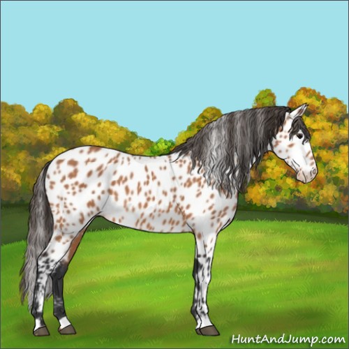 Horse Color:Bay Appaloosa 