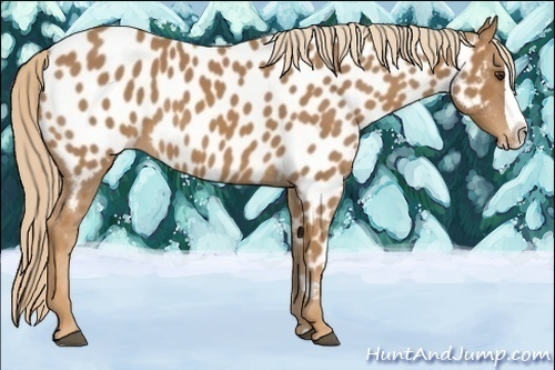 Horse Color:Chestnut Splash Appaloosa