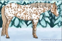 Horse Color:Chestnut Splash Appaloosa 