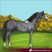 Horse Color:Black 