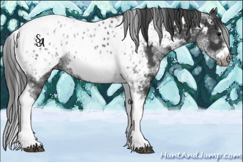 Horse Color:White Spotted Black Splash Tobiano Frame Appaloosa 