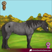 Horse Color:Smoky Blue Roan 
