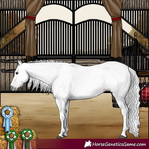 Horse Color:Gray Chestnut 