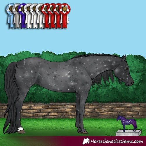 Horse Color:Black 