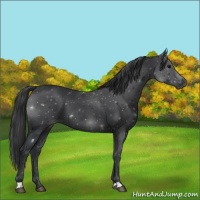 Horse Color:Black 