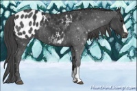Horse Color:Black Appaloosa 