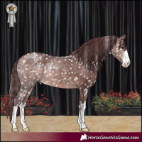 Horse Color:Platinum White Spotted Chocolate Brown Appaloosa 