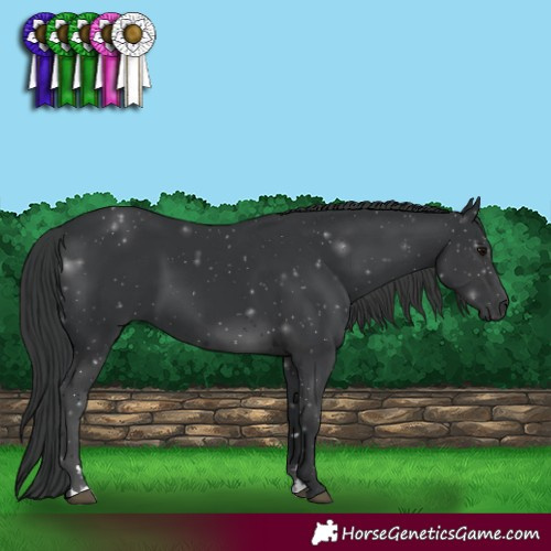 Horse Color:Black 