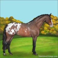 Horse Color:Bay Roan Splash Appaloosa