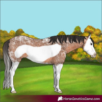 Horse Color:Bay Ice Splash Frame