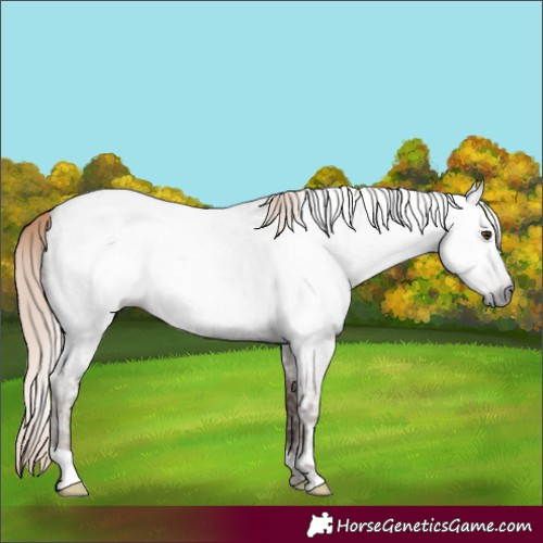 Horse Color:Gray Red Ice Roan 